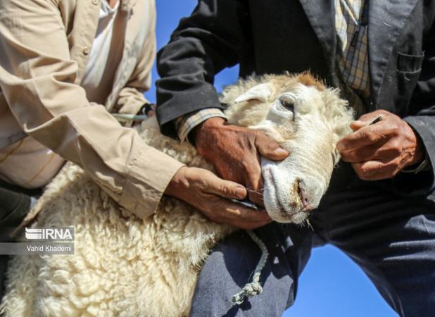 توصیه‌های بهداشت خوزستان در خصوص نذورات و ذبح دام در عید قربان