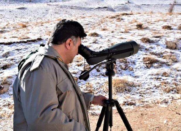 سفیدی:سرشماری زمستانه پستانداران در زیستگاه‌های اردبیل آغاز شد