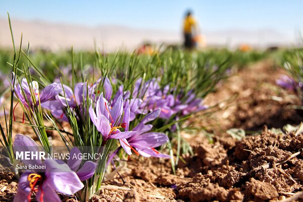 دستخواه احمدی: برداشت زعفران در تربت جام با کاهش ۴۰ درصدی مواجه شد