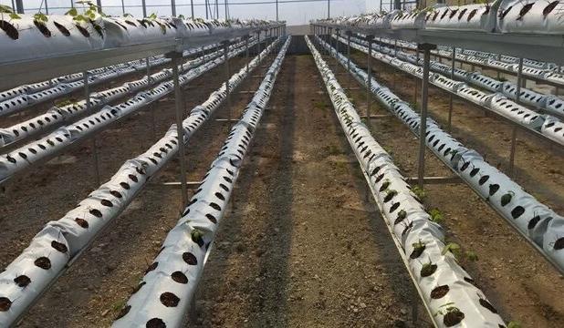 آغاز هوشمندسازی گلخانه‌های آذربایجان غربی با انرژی خورشیدی برای مقابله با کم‌آبی