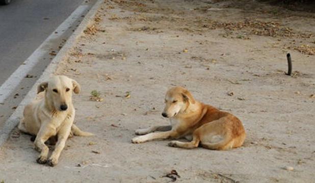 بلاتکلیفی در مدیریت سگ‌های ولگرد در محوطه دانشگاه اصفهان