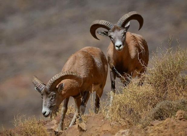 حفاظت مشارکتی ناجی تنوع زیستی اصفهان؛ ۵ زیستگاه احیا شد