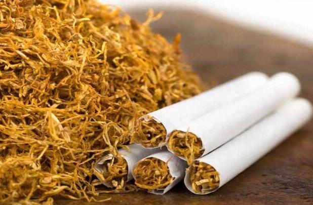 وزارت صمت زنجیره توتون را از کشاورزی تا محصول نهایی تقویت می‌کند