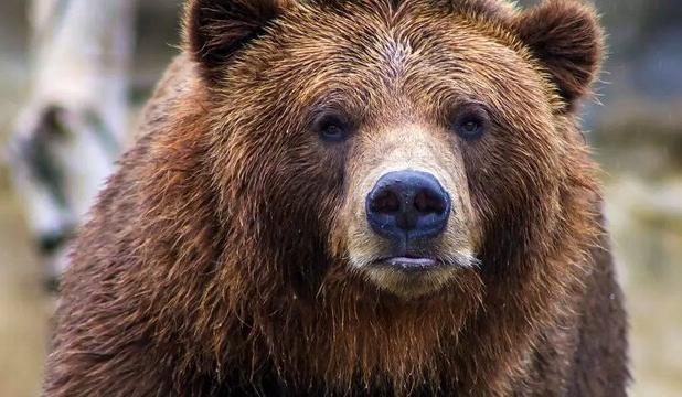 ورود خرس به منزلی مسکونی در خطیرکوه استان سمنان ختم به خیر شد