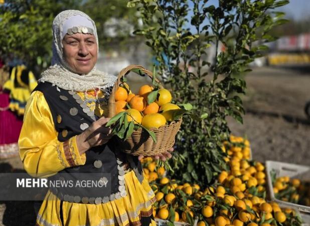 دومین جشنواره شکرانه برداشت پرتقال در روستای پرشکوه لنگرود آغاز شد