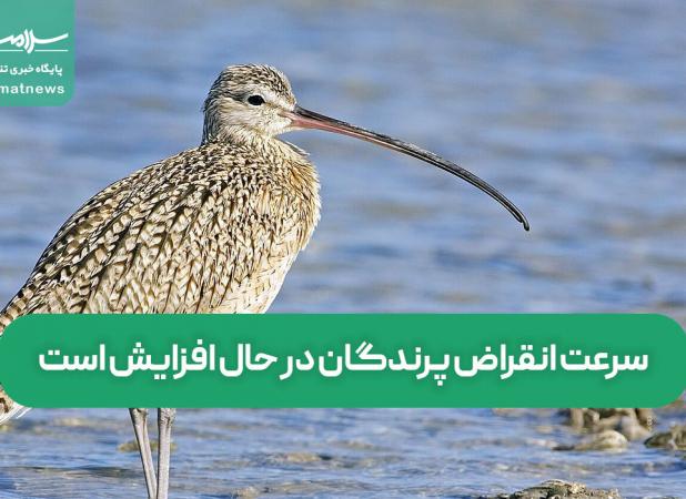سرعت انقراض پرندگان در حال افزایش است