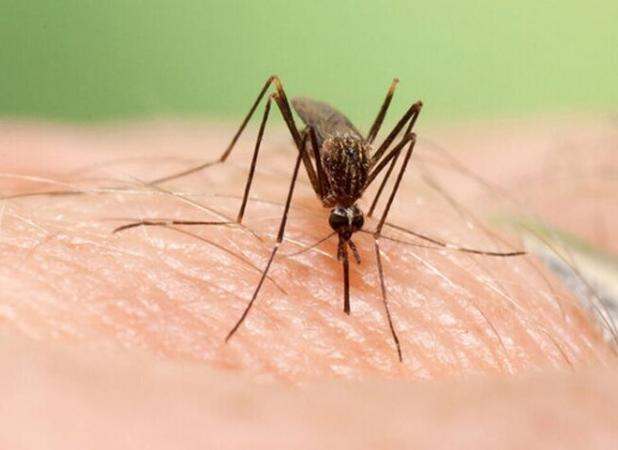 ۲۰۴۳ نقطه پرخطر برای تکثیر پشه آئدس در دزفول شناسایی شد