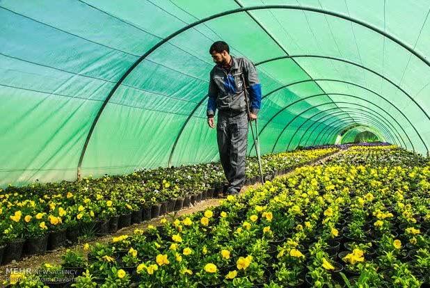 رشد ۹۰ درصدی تقاضا برای احداث گلخانه‌های کوچک در سوادکوه