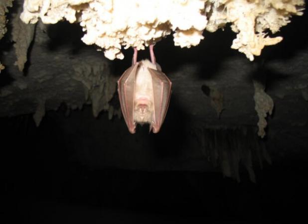 تعطیلی غارنوردی در آذربایجان‌غربی همزمان با آغاز خواب زمستانی خفاش‌ها / اجرای پویش ملی «کلاه‌ها روی زمین»