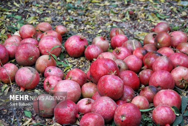 عزیزان:برداشت یاقوت سرخ در سطح ۳۰۰ هکتار از اراضی عرب رودبار آغاز شد