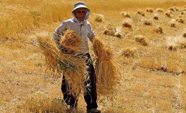 وعده‌های ادامه‌دار مسئولان و مطالبات ماندگار گندمکاران