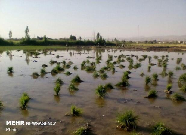 ۱۳۰۰ هکتار شالیزار در محمودآباد آماده نشا شده است