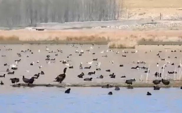 ۶۵ درصد تالاب ها مستعد کانون ریزگردشدن هستند