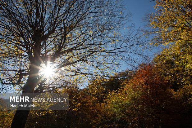 هدایت: ورود به جنگلهای استان اردبیل تا اطلاع ثانوی ممنوع شد