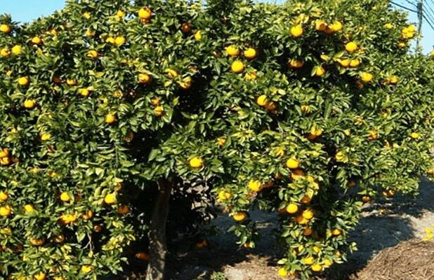 تیموری: ۱۴۴۹ محموله مرکبات و کیوی از مازندران صادر شد