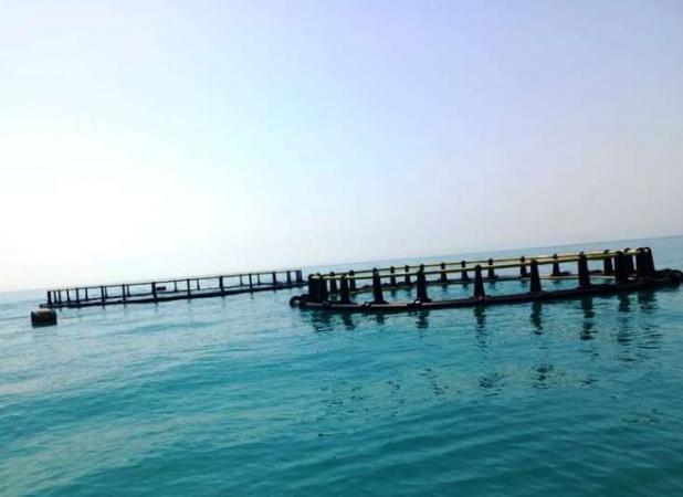 جهانشاهی: ساخت بزرگ‌ترین قفس دریایی کشور در مرحله پایانی است