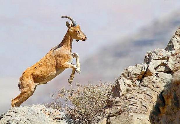 زمستان سخت کردستان و ماجرای حیوانات وحشی که سر از روستاها درمی‌آورند