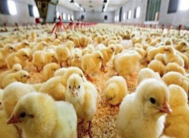 پروبیوتیک بومی؛ پیشنهاد جدید دانشمندان ایرانی برای سلامت جوجه‌های گوشتی