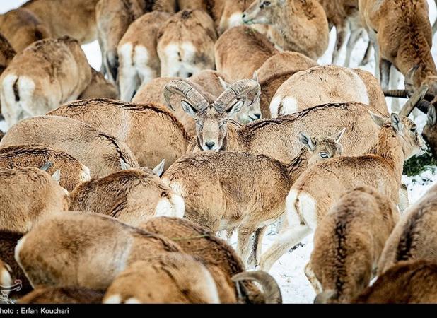 تجربه‌های موفق حفاظت مشارکتی؛وقتی مردم ناجی حیات وحش می‌شوند