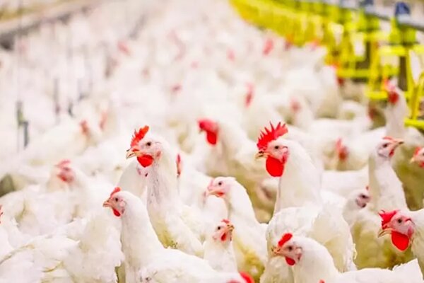 حاتمی: سارق مرغداری‌ها در شاهین‌شهر دستگیر شد