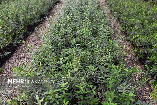 تولید و غرس ۵۸۰ هزار نهال مرتعی در گلستان با مشارکت مردم و بخش خصوصی