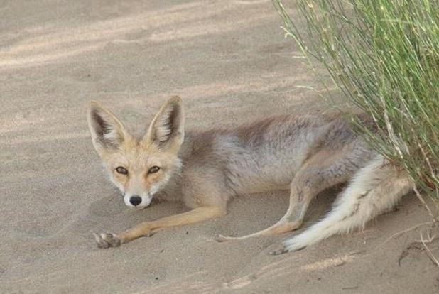 علت حضور روباه‌ها در تهران چیست؟