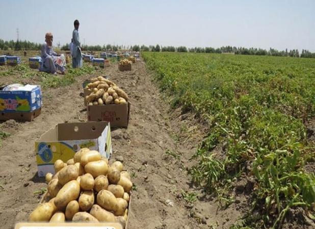 تولید بیش از ۹۹ درصد بذر سیب‌زمینی در کشور