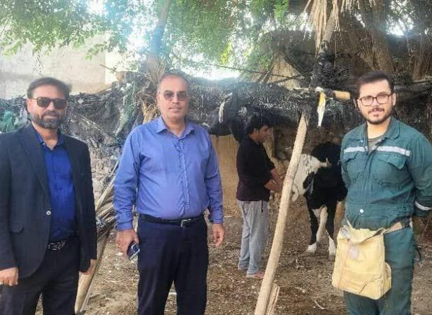 محمودی: واکسیناسیون تب برفکی در شهرستان دیر آغاز شد