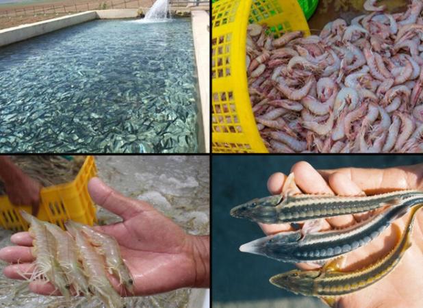 گلستان؛ فرصتی طلایی برای توسعه اقتصاد دریا محور و اشتغال پایدار