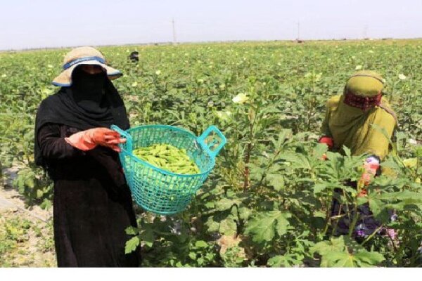 آغاز برداشت بامیه از مزارع شمیل بندرعباس