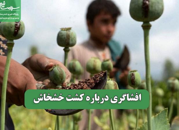 افشاگری درباره کشت خشخاش