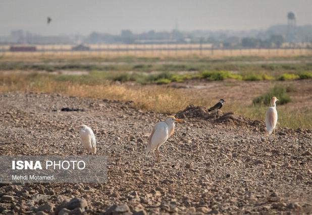 مدیرکل محیط زیست قزوین: تالاب الله‌آباد قزوین در آستانه خشک شدن است