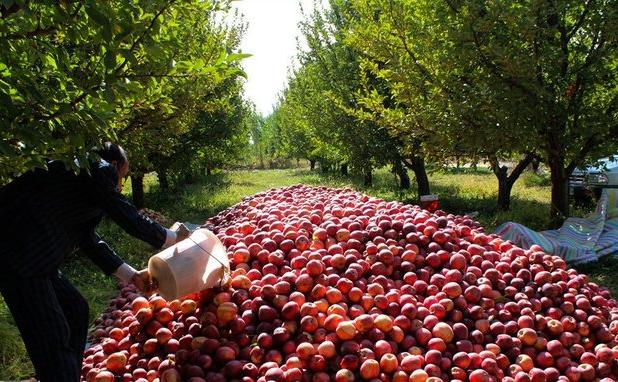 رتبه 5 آذربایجان شرقی در تولید محصولات باغی