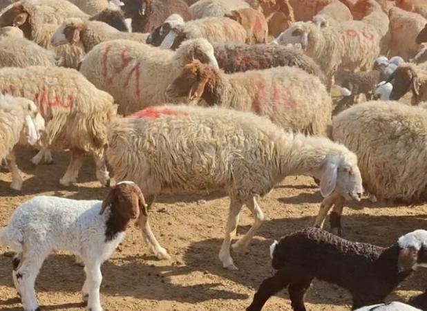 افزایش جمعیت دام سبک دهلران در شرایط چالش اقلیمی