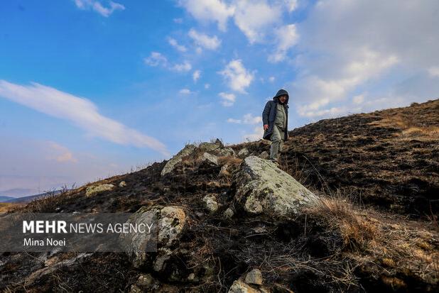 وضعیت جنگل‌های دیزمار پس از آتش‌سوزی