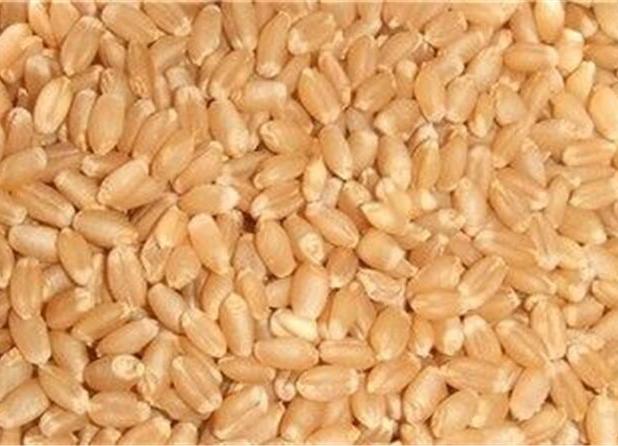 آغاز عملیات نمونه‌برداری از بذور گندم و جو در ایستگاه تحقیقاتی مهران