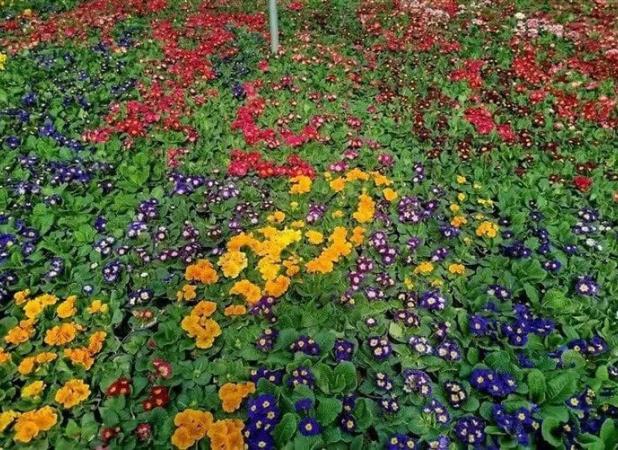 بزرگ‌ترین گل‌کاری نوروزی کشور در مشهد اجرا می‌شود