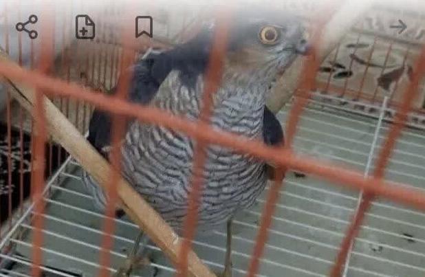 دستگیری فروشنده پرنده شکاری در پلتفرم مجازی در قم