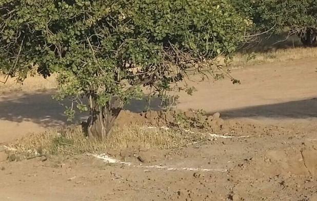 عضو هیأت مدیره انجمن تخصصی باغستان سنتی: باغستان قزوین نیازمند توجه ویژه دولت است