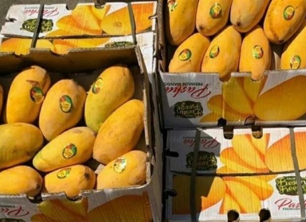 واردات انبه دوباره آزاد شد