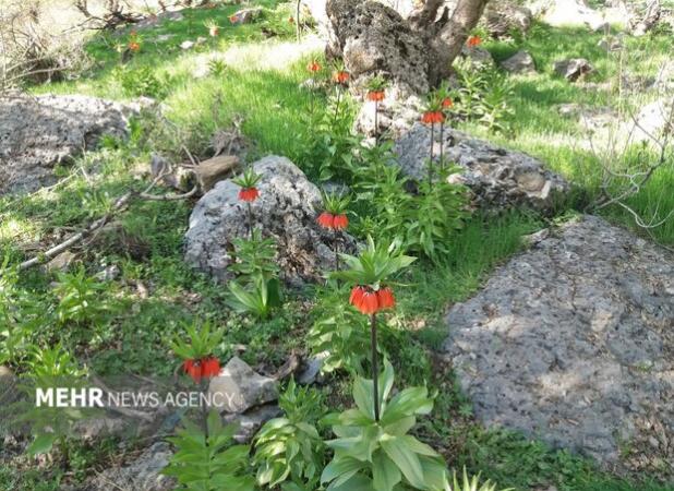 ویدئوی مهر از دشت زیبای لاله‌های واژگون