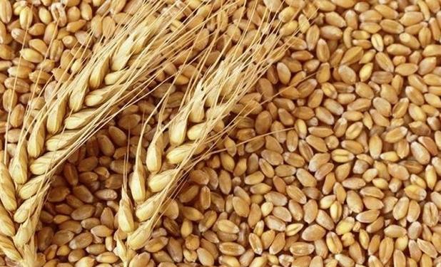  قیمت جهانی کالاهای اساسی همچنان رو به رشد