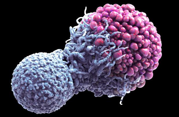 کشف مرگ سلولی می‌تواند به درمان سرطان کمک کند