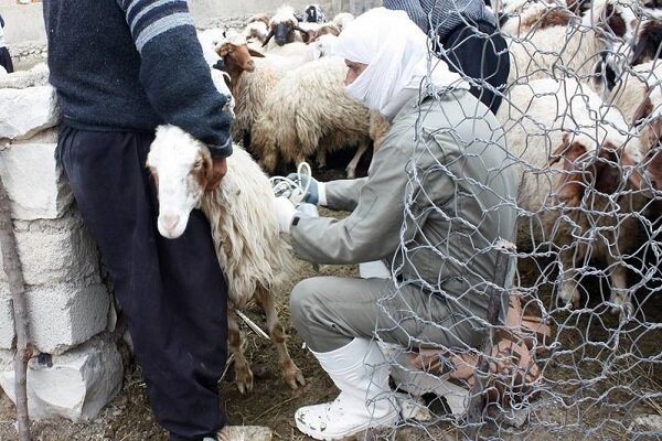 همه‌گیری بیماری تب برفکی در شهرستان ایوان واقعیت ندارد