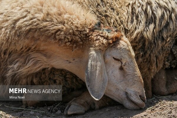 پلیس کنگاور ۳۳ رأس دام قاچاق را توقیف کرد