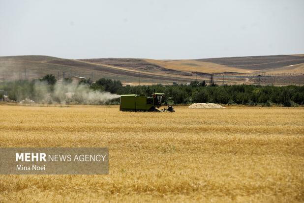 مرحله نخست پرداخت غرامت گندم‌کاران با واریز ۱۱۰۰ میلیارد تومان آغاز شد