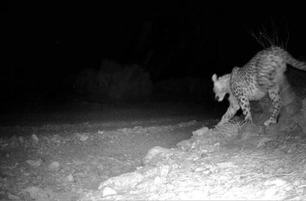 پلنگ طزره دامغان در زیستگاه طبیعی مشاهده شد