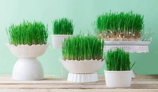 همه ترفندها درباره کاشت سبزه گندم برای عید / گندم چند روزه سبز میشه؟