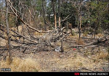 زمانی پور: خشکیدگی ۱۰ هزار درخت در پارک چیتگر بر اثر سوسک پوست‌خوار