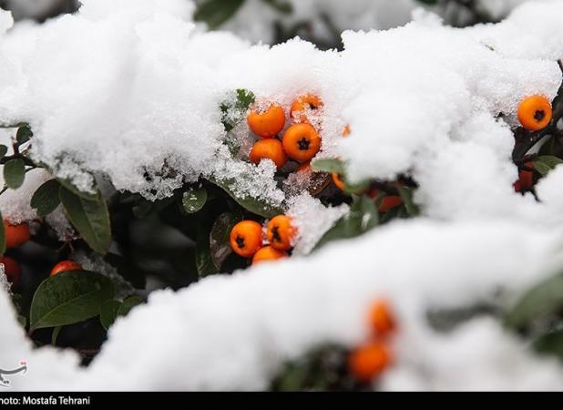 هواشناسی ایران ۱۴۰۲/۱۱/۲۵؛ بارش برف و باران کشور را فرا می‌گیرد/هشدار نارنجی هواشناسی به کشاورزان
